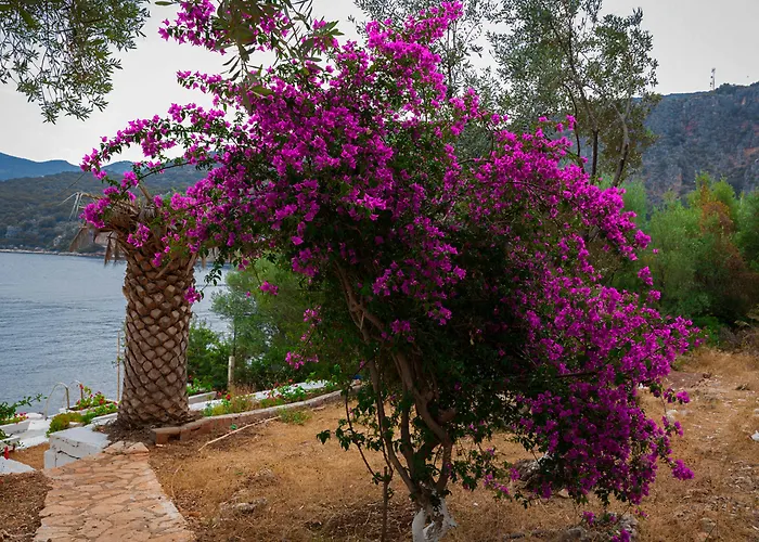 Delos Oda ve Kahvaltı *