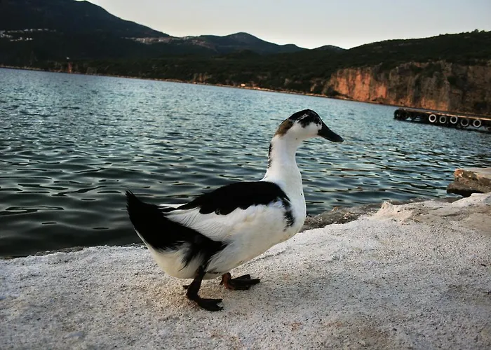 Oda ve Kahvaltı Delos